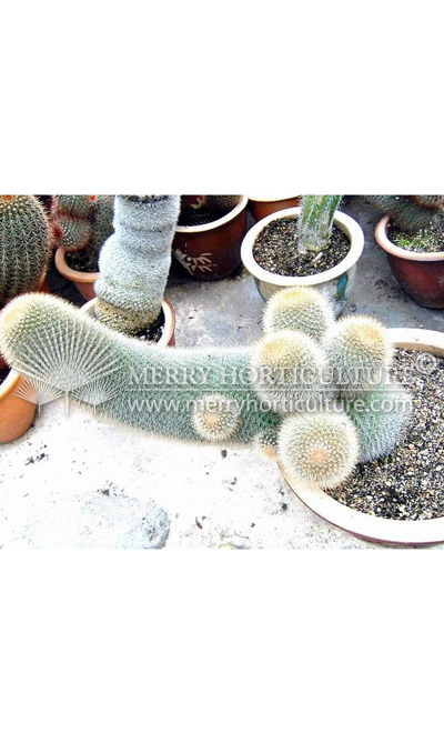 Cactus spp 5